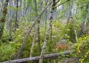 Logo of Mary S Young Park