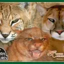 Logo of BEAR CREEK FELINE CENTER INC