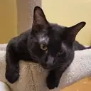 Logo of ALL 4 THE LOVE OF CATS