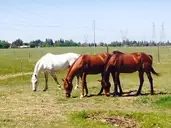 Logo of SAVE THEM ALL HORSE RESCUE