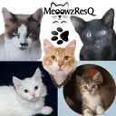 Logo of MeoowzResQ