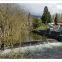 Logo of Friends of the Issaquah Salmon Hatchery