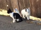 Logo of DIRTY LITTLE PAWS RESCUE