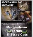 Logo of MORGANTOWN FERAL AND STRAY CATS