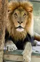 Logo of Wildlife Waystation