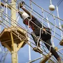 Logo of Adventure Crew