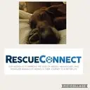 Logo of RESCUECONNECT ANIMAL RESCUE