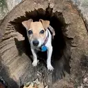 Logo of Safe Place for Pets