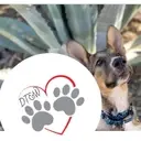 Logo of DAWGZ TAILZ AND WAGZ LLC