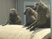 Logo of Peaceable Primate Sanctuary