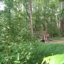 Logo of The Forest School Foundation