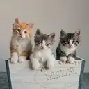 Logo of SOLANO COUNTY FRIENDS OF ANIMALS