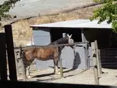 Logo of CONTRA COSTA EQUESTRIAN FOUNDATION