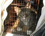 Logo de Wild Cat Foundation, Inc.