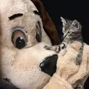 Logo of HUMANE ANIMAL WELFARE SOCIETY OF WAUKESHA COUNTY INC