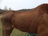 Logo of FEBRUARY STAR SANCTUARY INC