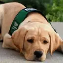 Logo of Guide Dogs for the Blind Highlands Ranch Puppy Raisers