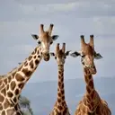 Logo of Giraffe Ambassadors