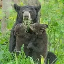 Logo of The American Bear Association