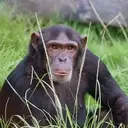 Logo of Jane Goodall Institute- Chimp Eden