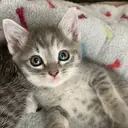 Logo of COMMUNITY CONCERN FOR CATS