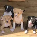 Logo of RUSTIC ROVER RESCUE AND LODGE INC