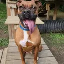 Logo of ALL BUT FURGOTTEN