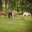 Logo of MIDNIGHTS EQUINE RESCUE & SANCTUARY