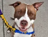 Logo of Homeless Animals Rescue Team (HART)