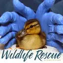 Logo of Wildlife Rescue Association of BC