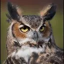 Logo of VOLUNTEERS FOR WILDLIFE INC