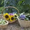 Logo of GROW! Community Garden (Gardeners for Regional Organic Wellbeing)