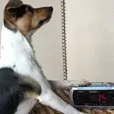 Logo of DOGS ON THE GO ASSISTANCE DOGS