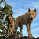 Logo of Jaws and Paws Inc.