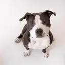 Logo de ANIMAL RESCUE KONNECTION INC