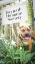 Logo of Baypath Humane Society of Hopkinton