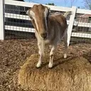 Logo of 2ND STREET HOOLIGANS RESCUE INC