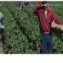 Logo of Immigrants Rights Counsel