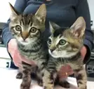 Logo of MEOW Cat Rescue