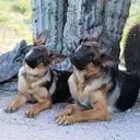 Logo of EYE DOG FOUNDATION