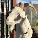 Logo of CITY GRAZING