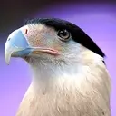 Logo of RAPTOR CENTER OF TAMPA BAY INC