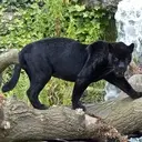 Logo of MAHOGANY REVUE RESEARCH & DEVELOPMENT CENTER INC