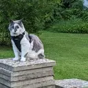 Logo of FERAL TODAY FRIEND TOMORROW