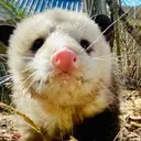 Logo of OPIE ACRES WILDLIFE AND OPOSSUM REHABILITATION INC