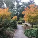 Logo of Ambler Arboretum of Temple University