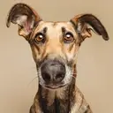 Logo of San Diego Texas Animal Control