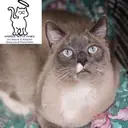 Logo of Angels with Paws