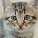 Logo of Thundering Paws Animal Sanctuary