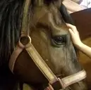 Logo of HOOF HAND PAW CONNECTION INC